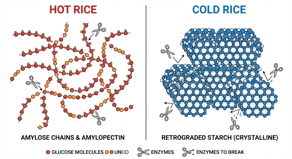 왼쪽의 뜨거운 밥에서는 전분 분자들이 느슨하게 풀어져 있고, 오른쪽의 식은 밥에서는 전분 분자들이 단단하게 육각형 결정 구조(크리스털)로 뭉쳐 있어 소화 효소가 튕겨 나가는 모습을 비교한 3D 인포그래픽.